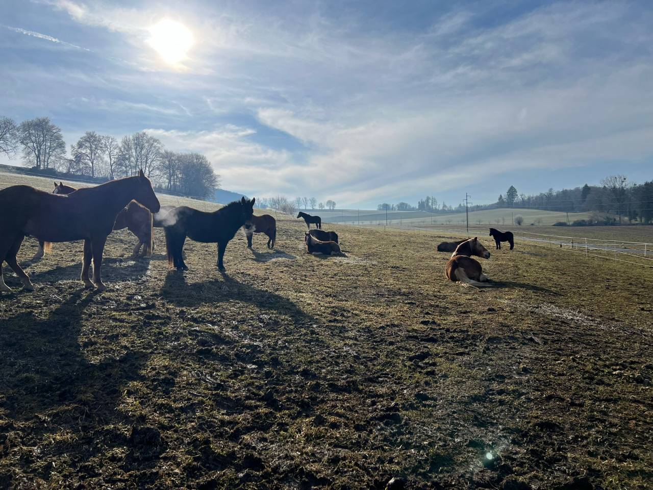 Pension en stabulation libre