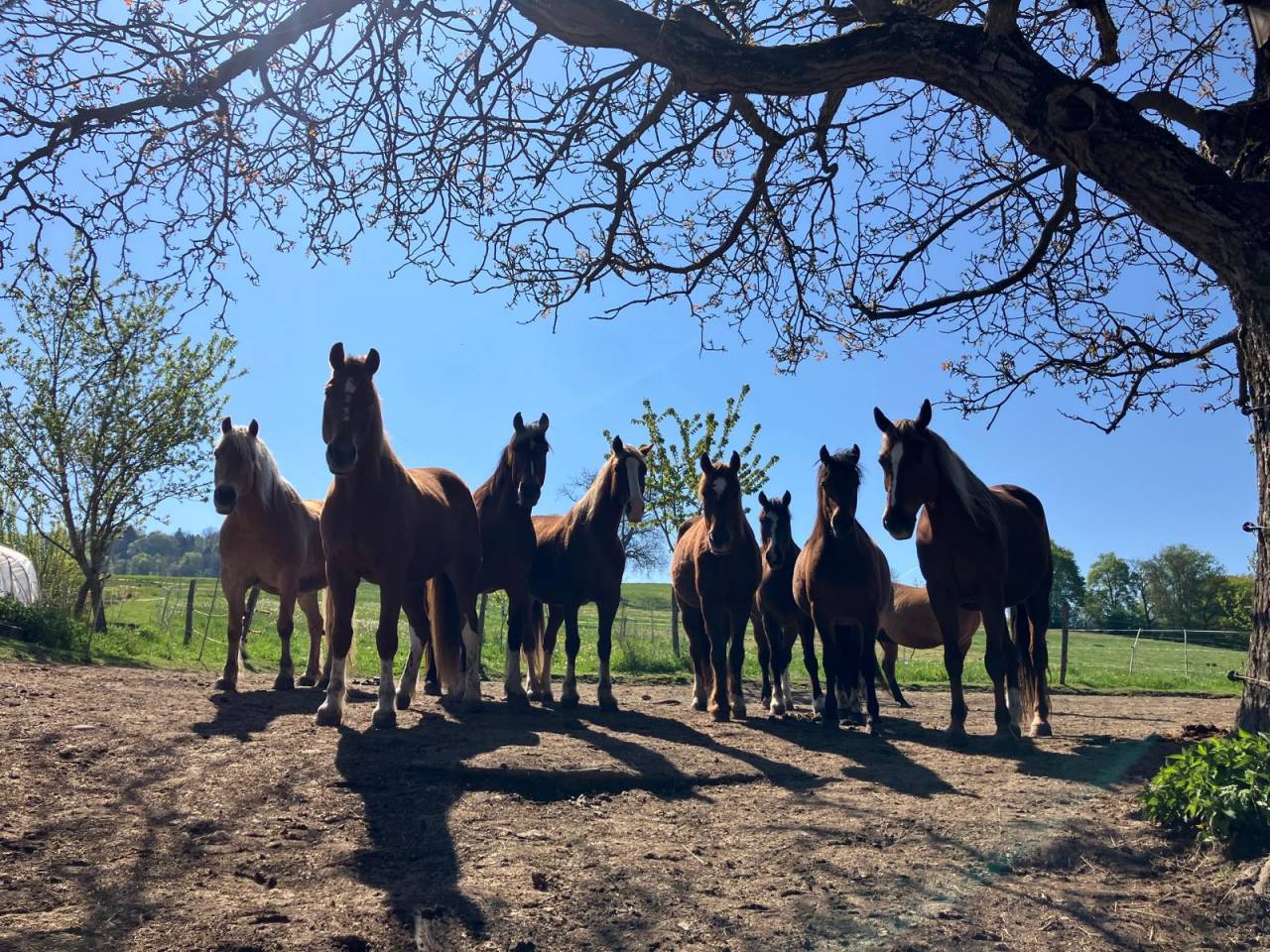 Pension en stabulation libre