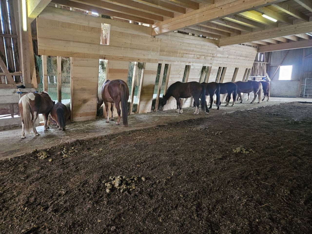 Pension en stabulation libre