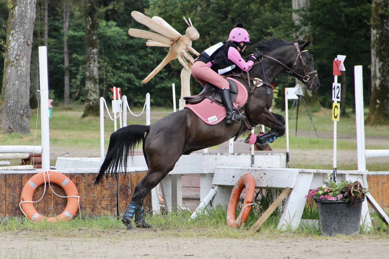 Poney D selle Fran&ccedil;ais 