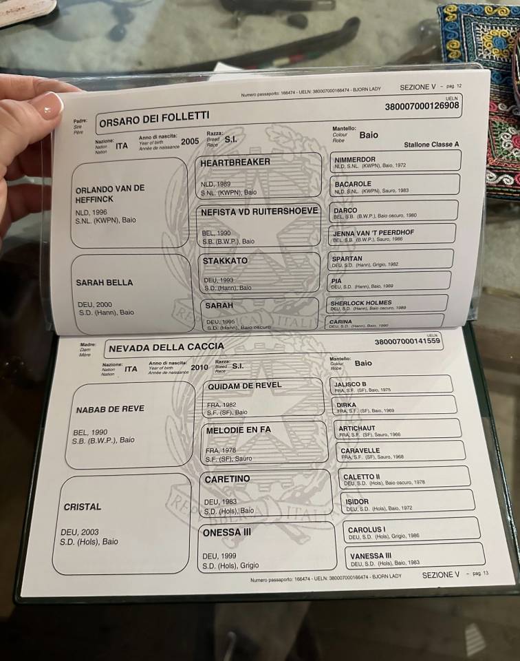 Pouliche Cheval de Selle Italien A vendre 2022 Bai par Orsaro dei folletti