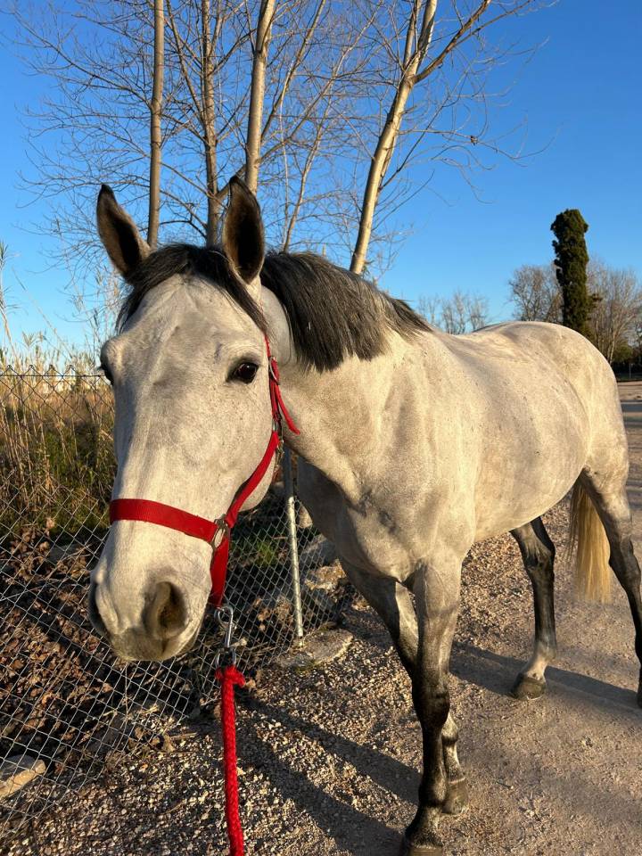 TOP CHEVAL IDEAL CIRCUIT JUNIOR/CHILDREN