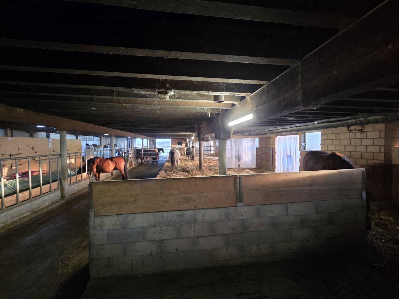 Stabulation libre pour chevaux 