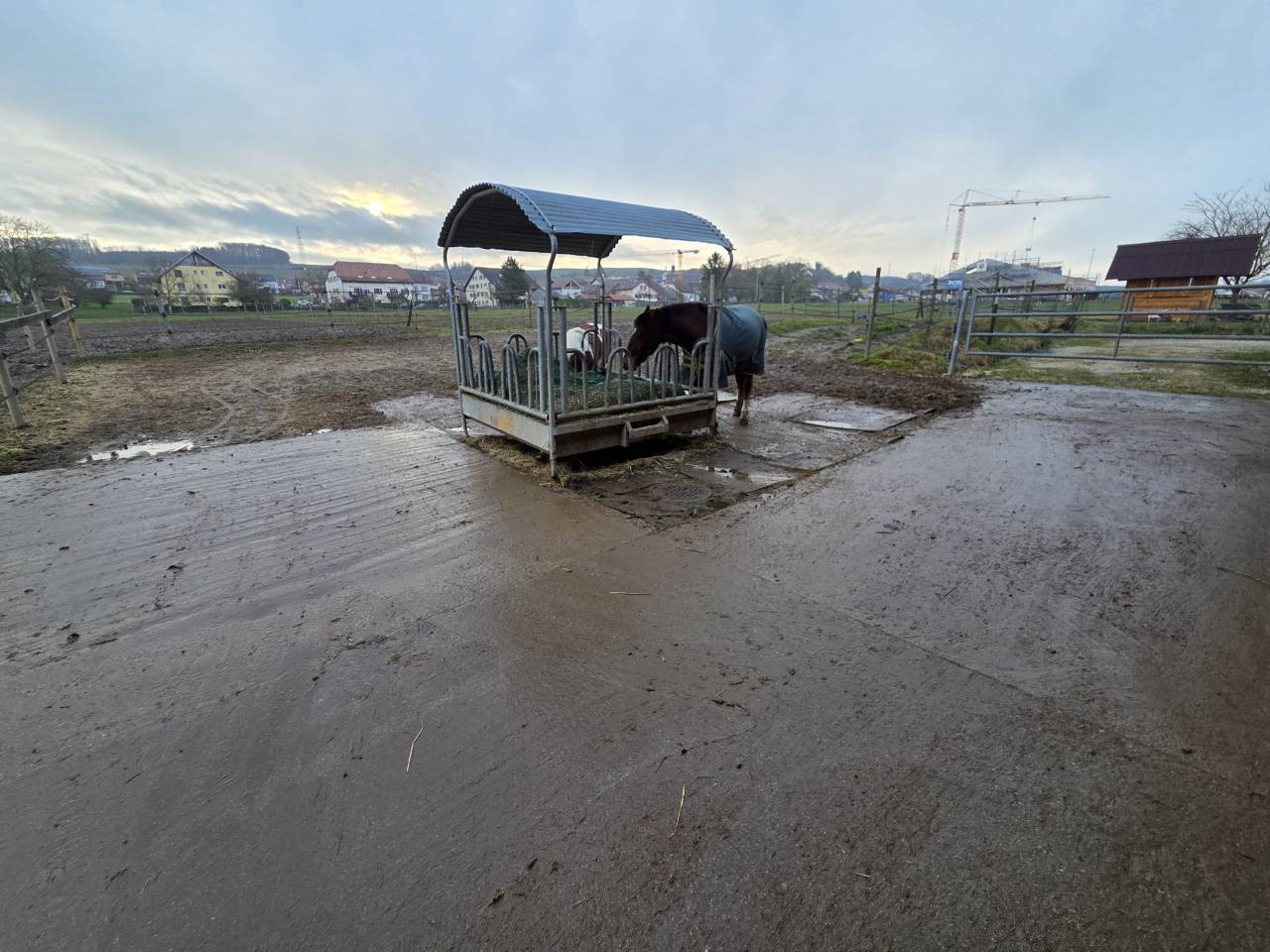 Stabulation libre pour chevaux 