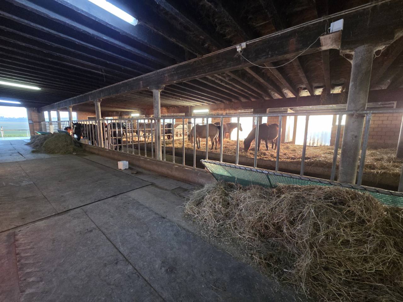 Stabulation libre pour chevaux 