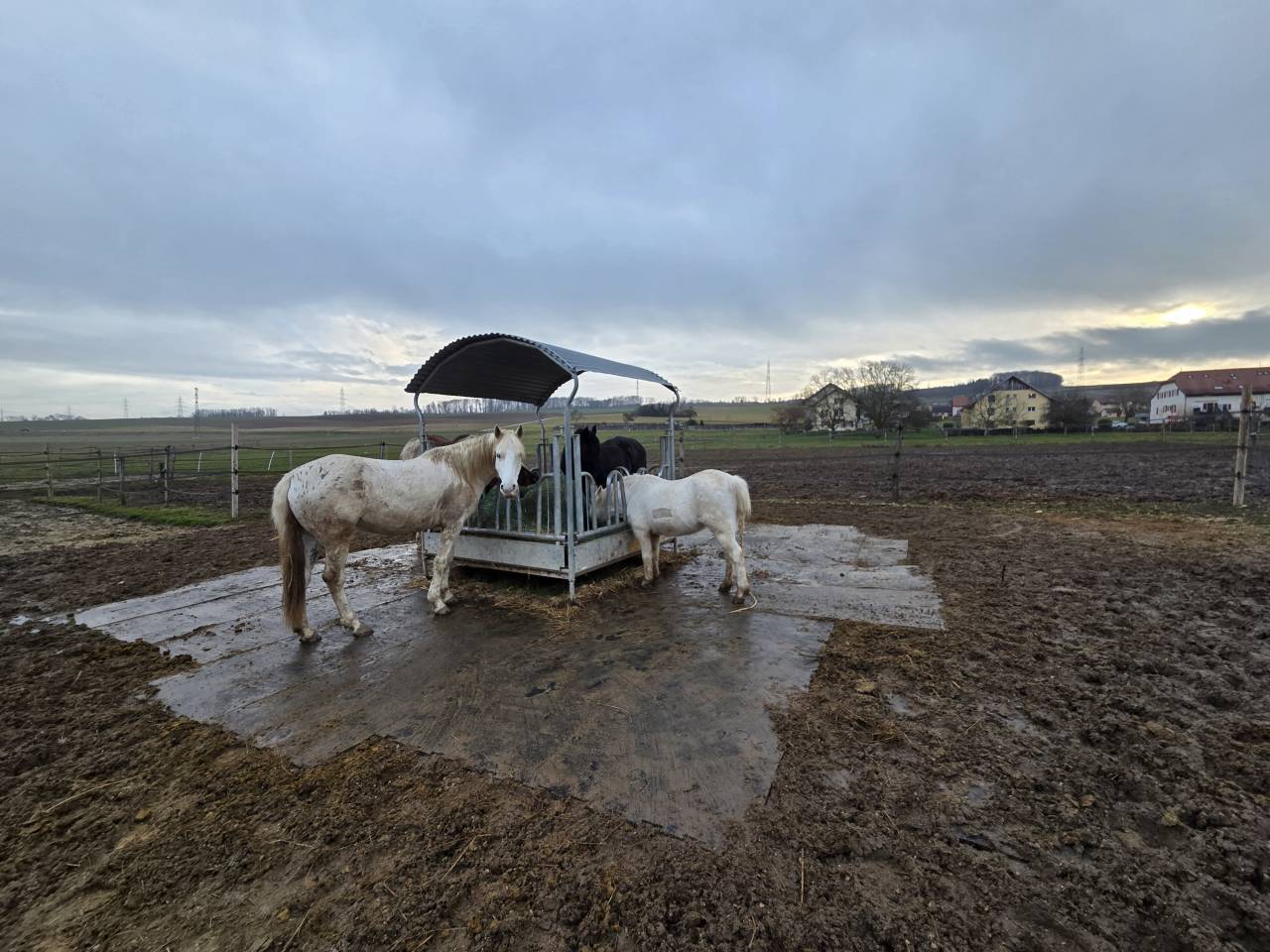 Stabulation libre pour chevaux 