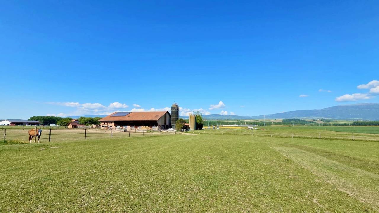 Stabulation libre pour chevaux 