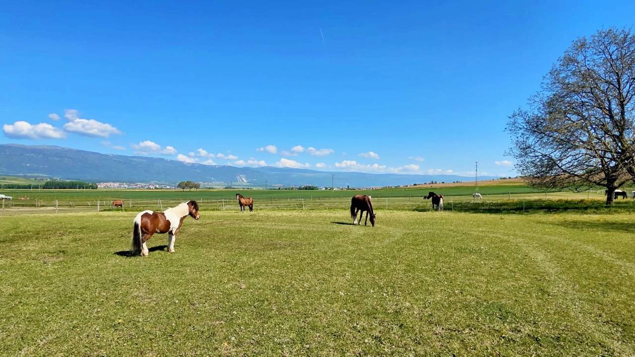 Stabulation libre pour chevaux 