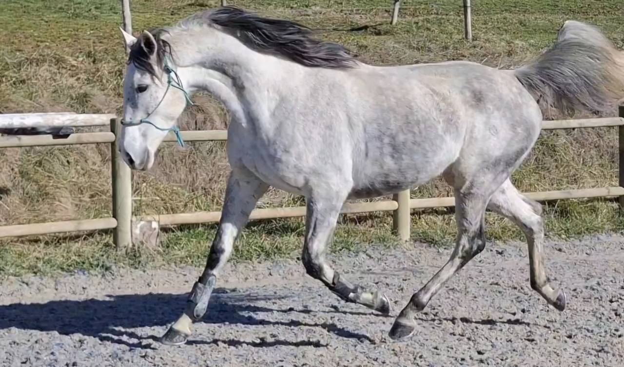 Jument polyvalente Pur sang