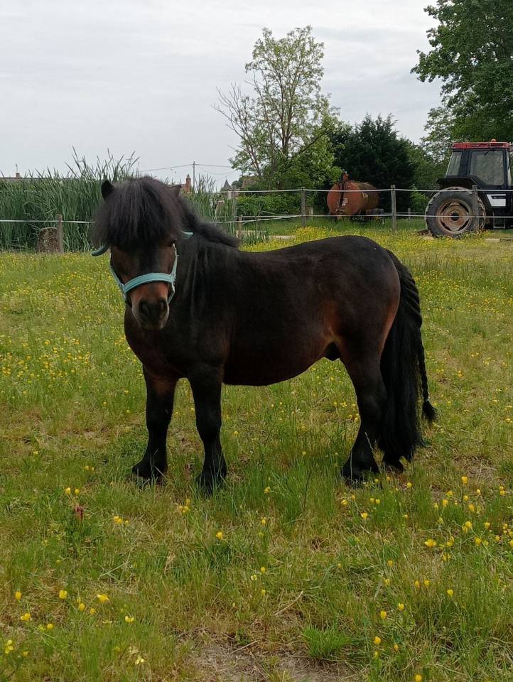ETALON SHETLAND  A VENDRE   