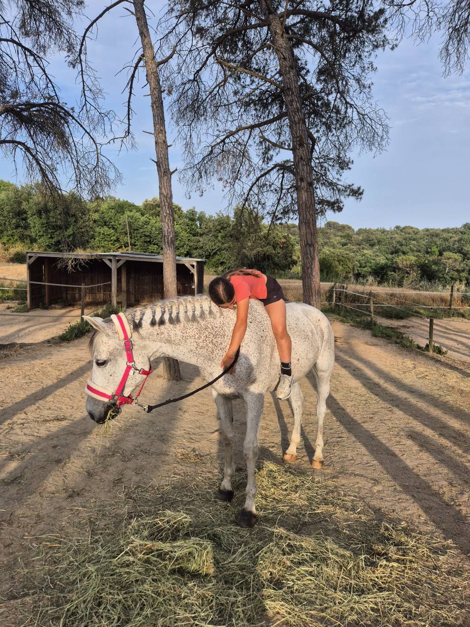 Hongre Arabe A vendre 2017 Gris par TAPETE