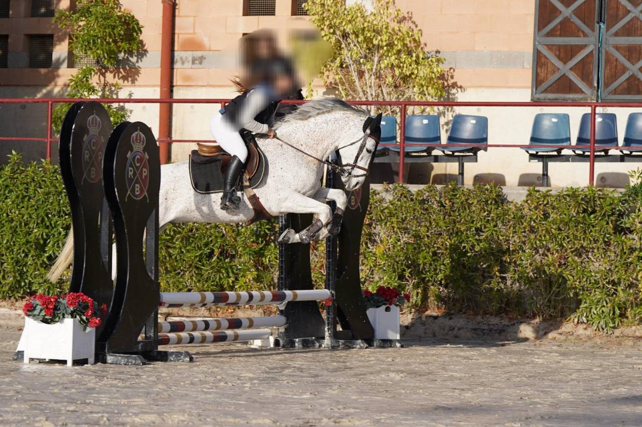 Hongre Arabe A vendre 2017 Gris par TAPETE