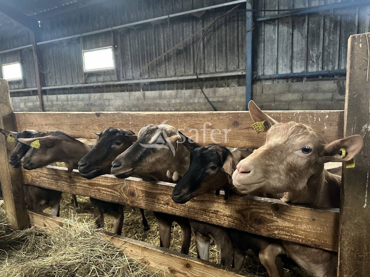 Exploitation Ovin/ Caprin 20 hectares