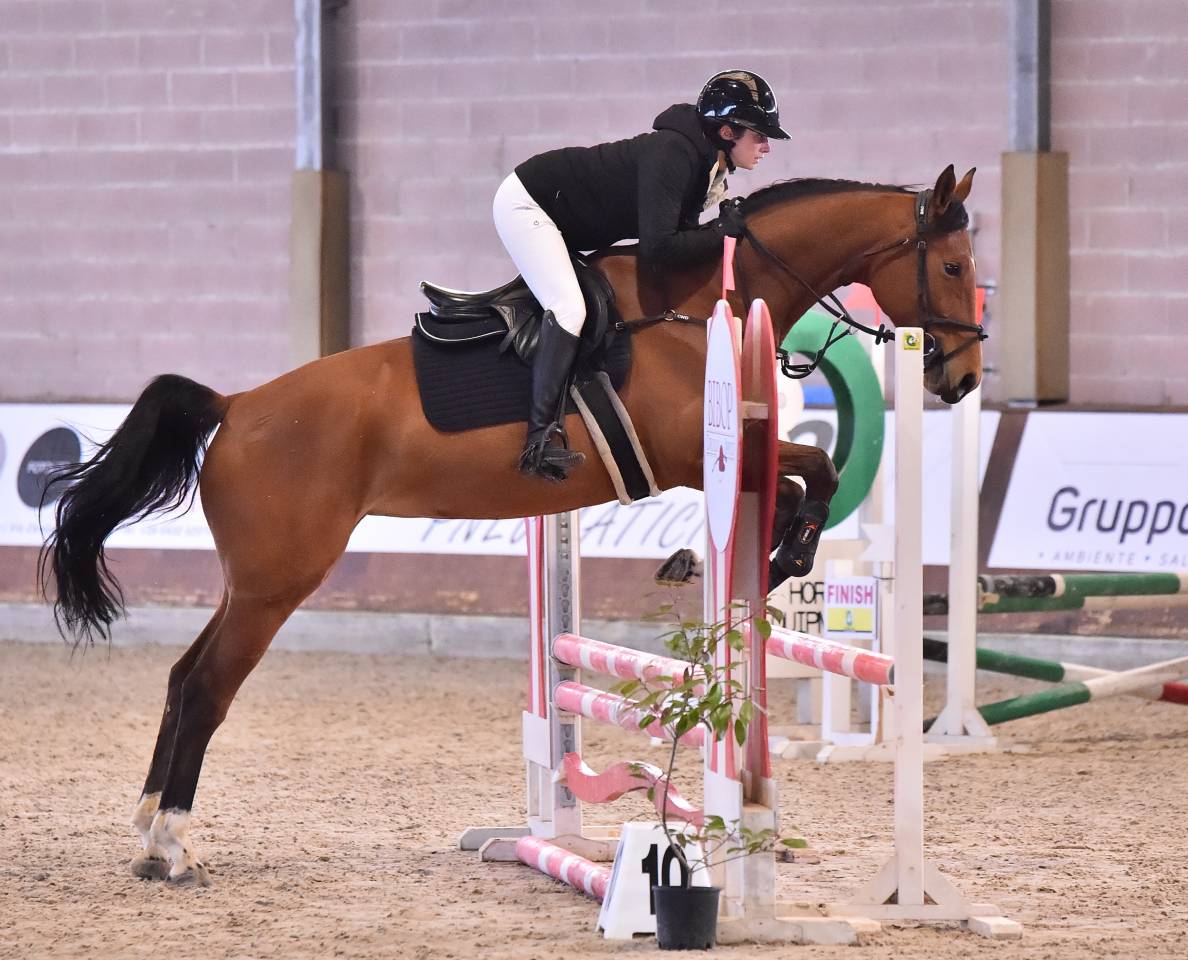 Jument Cheval de Selle Italien A vendre 2021 Bai par PANAMA TAME