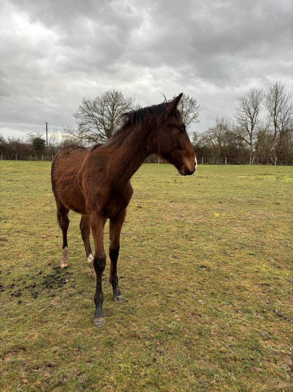 &Agrave; vendre poulain de 2025 SF par Falko de Hus