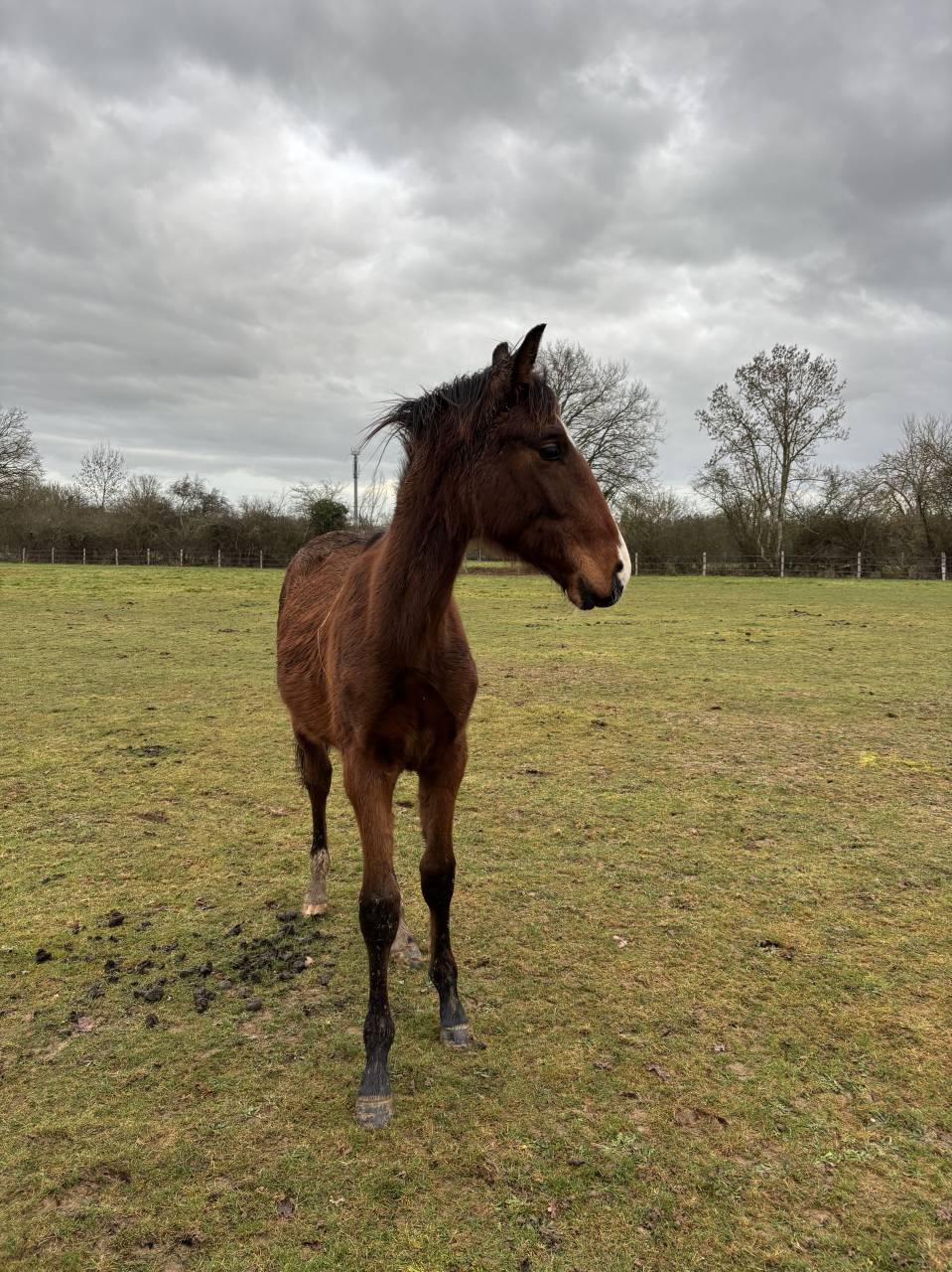 &Agrave; vendre poulain de 2025 SF par Falko de Hus