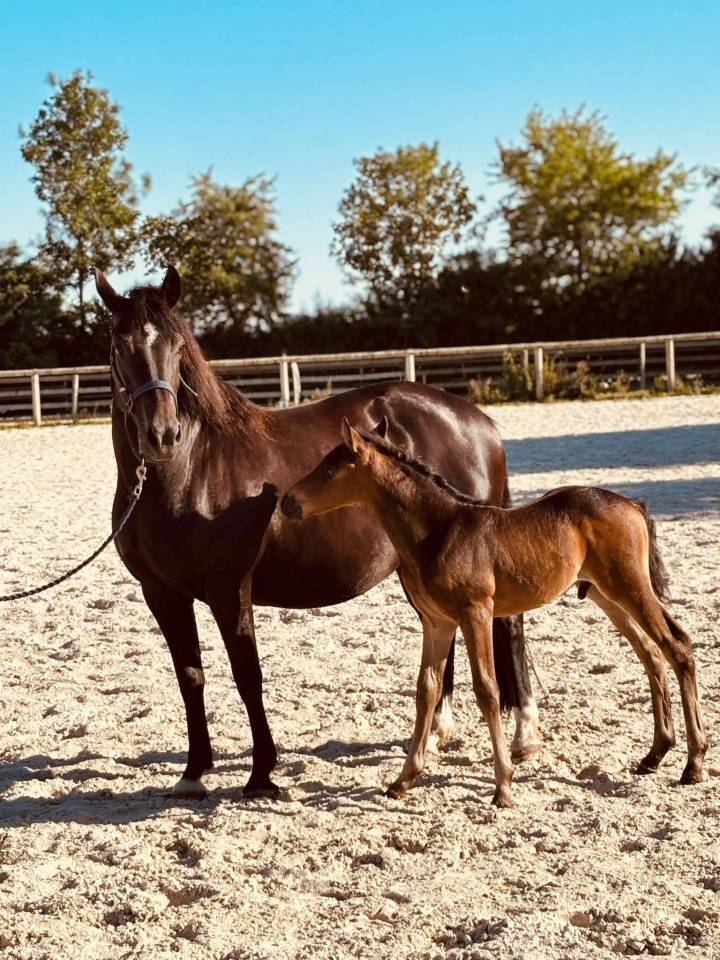 Poney New forest Isabelle test&eacute; Taille D 