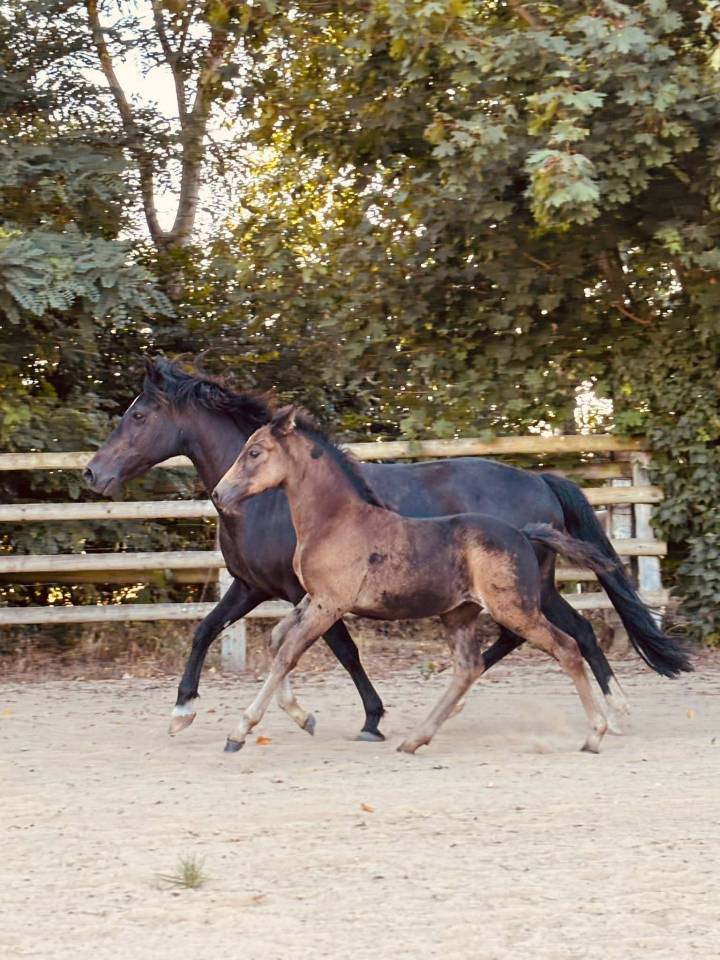 Poney New forest Isabelle test&eacute; Taille D 