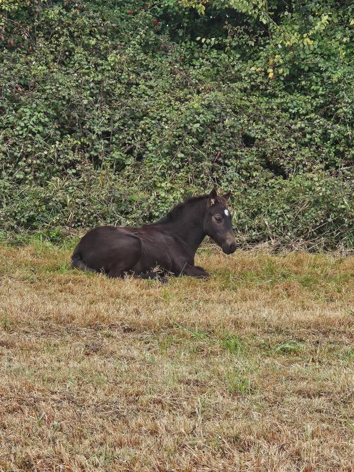 Poney New forest Isabelle test&eacute; Taille D 