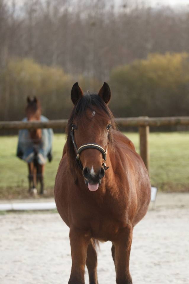 Ponette 2 ans New forest Taille D 