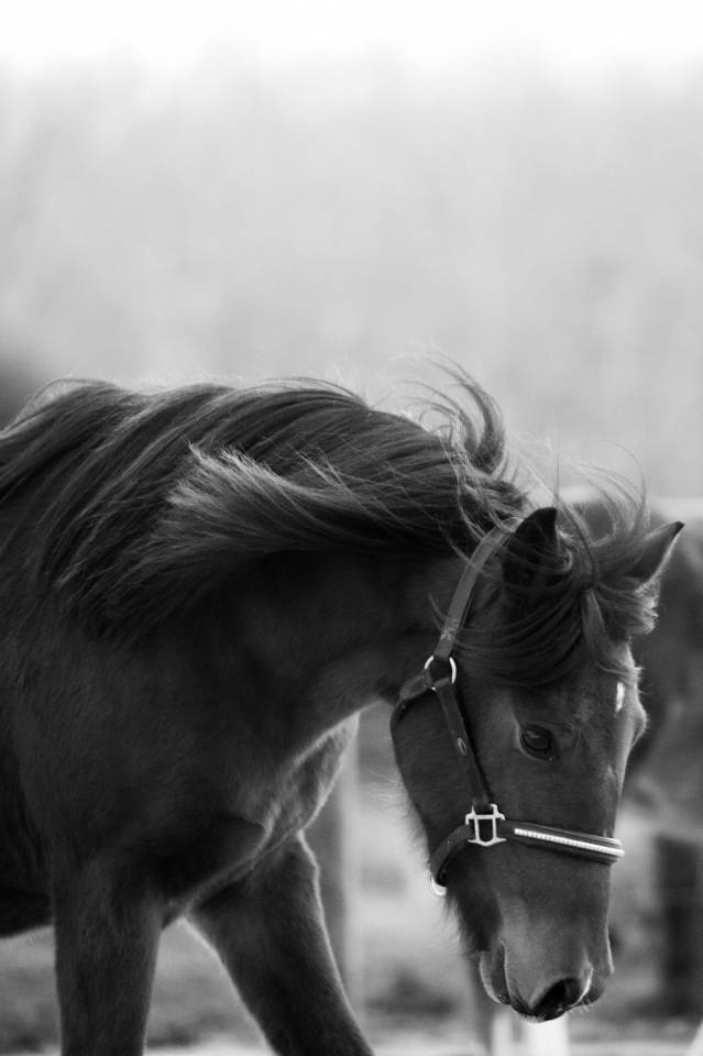 Ponette 2 ans New forest Taille D 