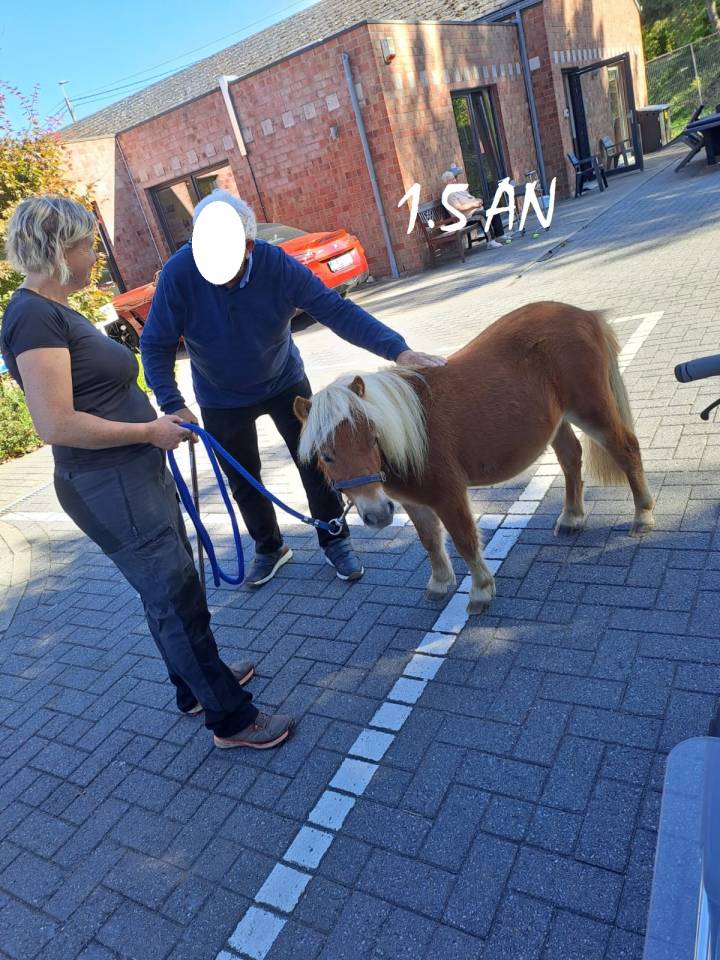 poney shetland m&acirc;le castr&eacute; 