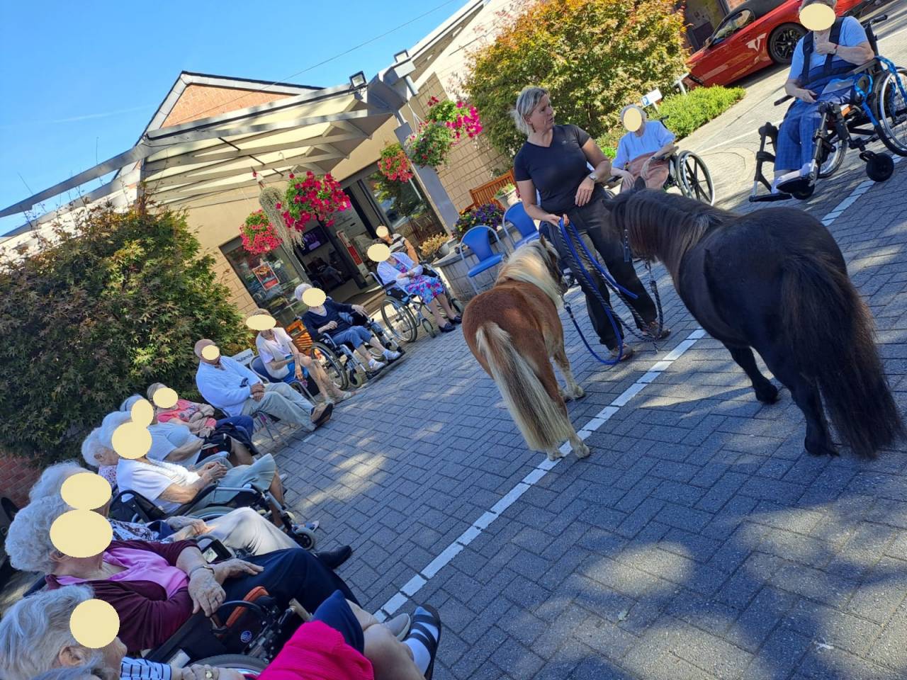 poney shetland m&acirc;le castr&eacute; 