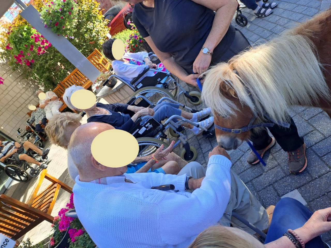 poney shetland m&acirc;le castr&eacute; 