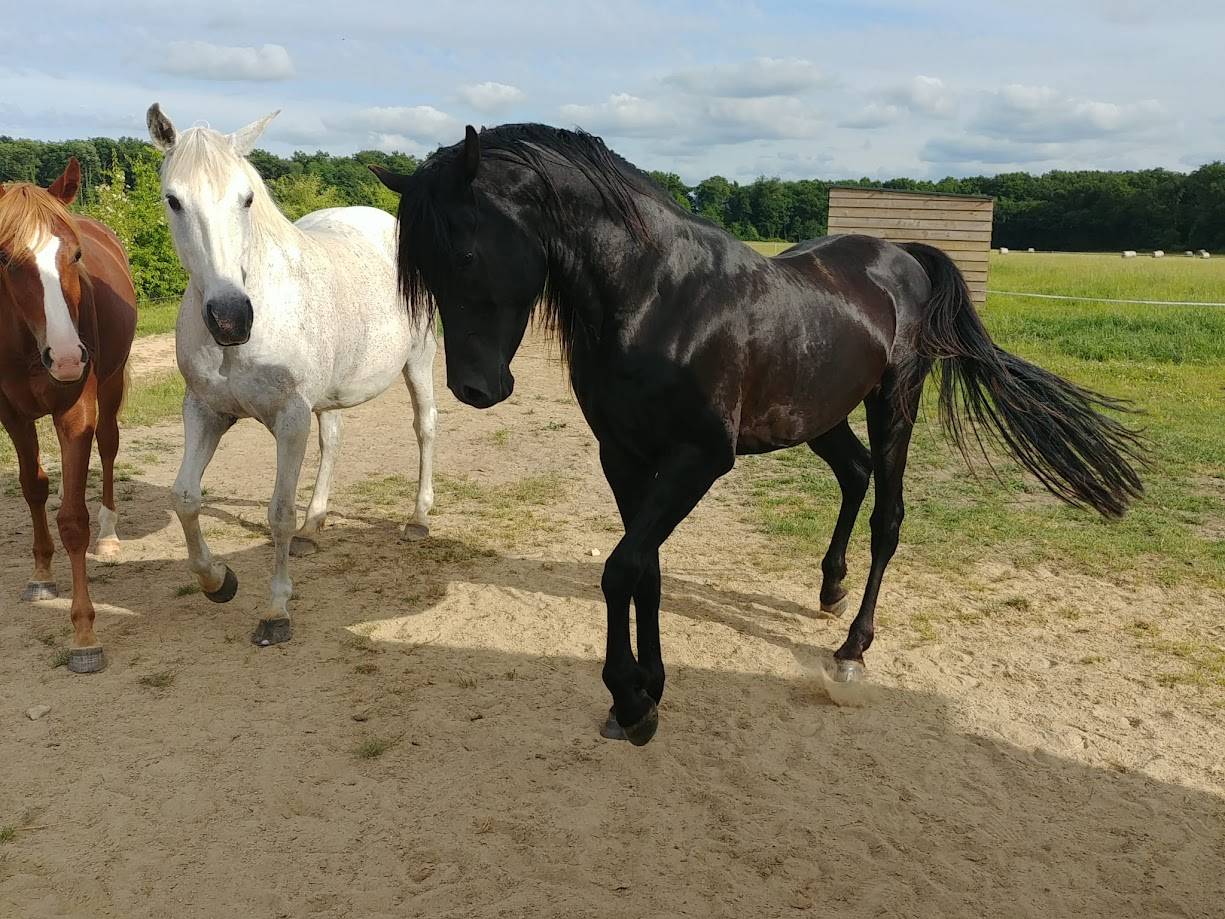 poulain m&acirc;le arabe n&eacute; 05-2025- LOA "Adopte et Grandis"