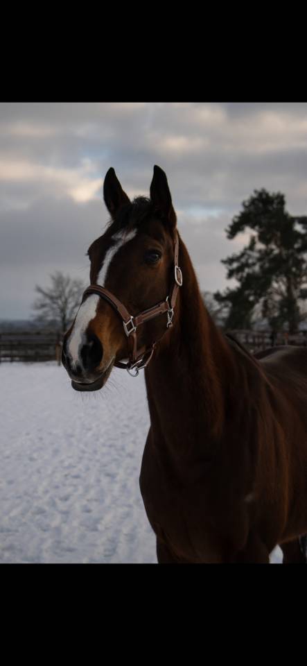 Belle jument PS - 5ans 