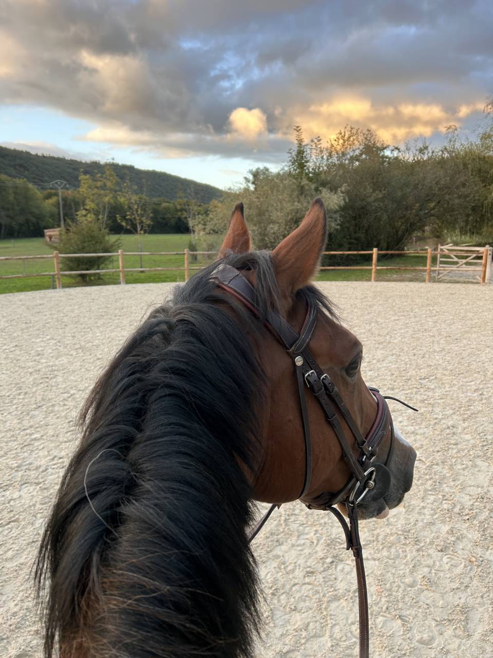 Hongre SF 12ans Orient&eacute; CSO, par Quite Easy