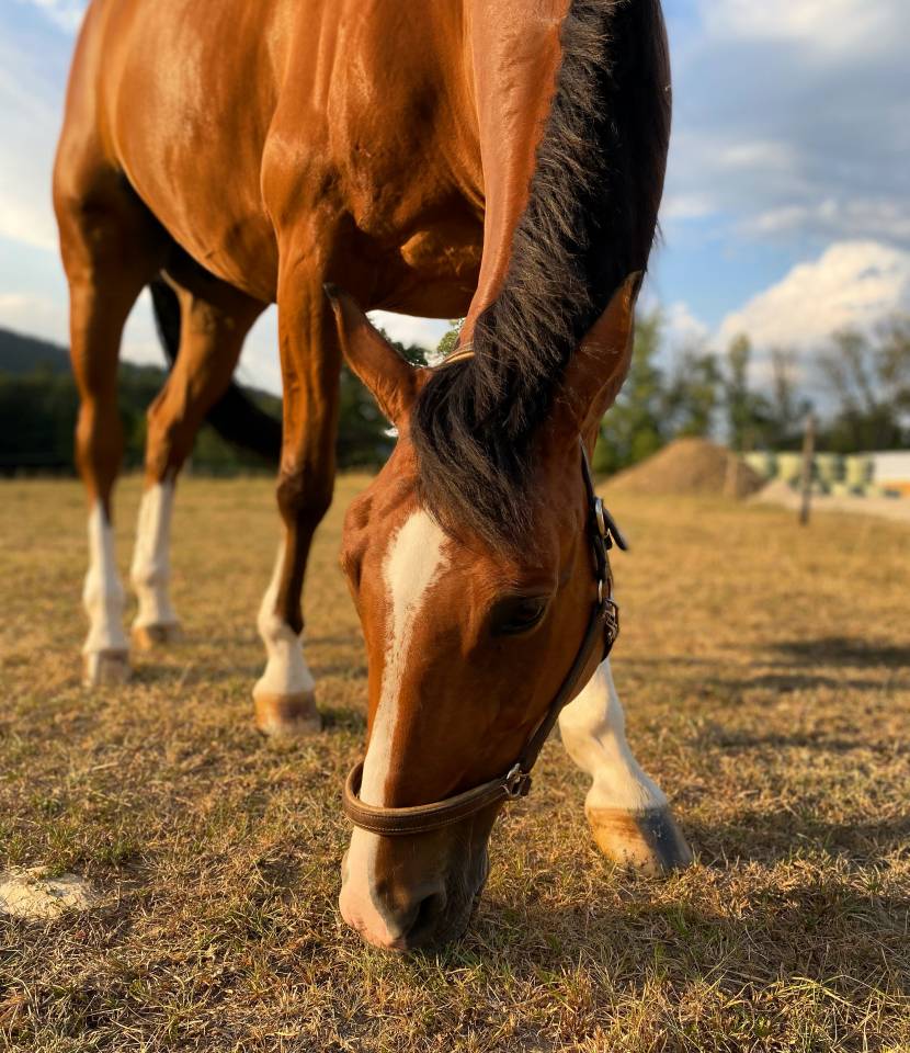 Hongre SF 12ans Orient&eacute; CSO, par Quite Easy