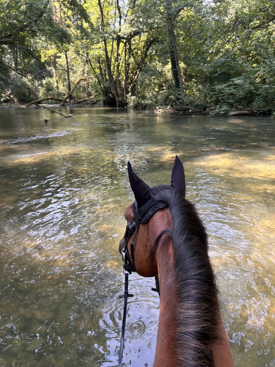 Hongre SF 12ans Orient&eacute; CSO, par Quite Easy