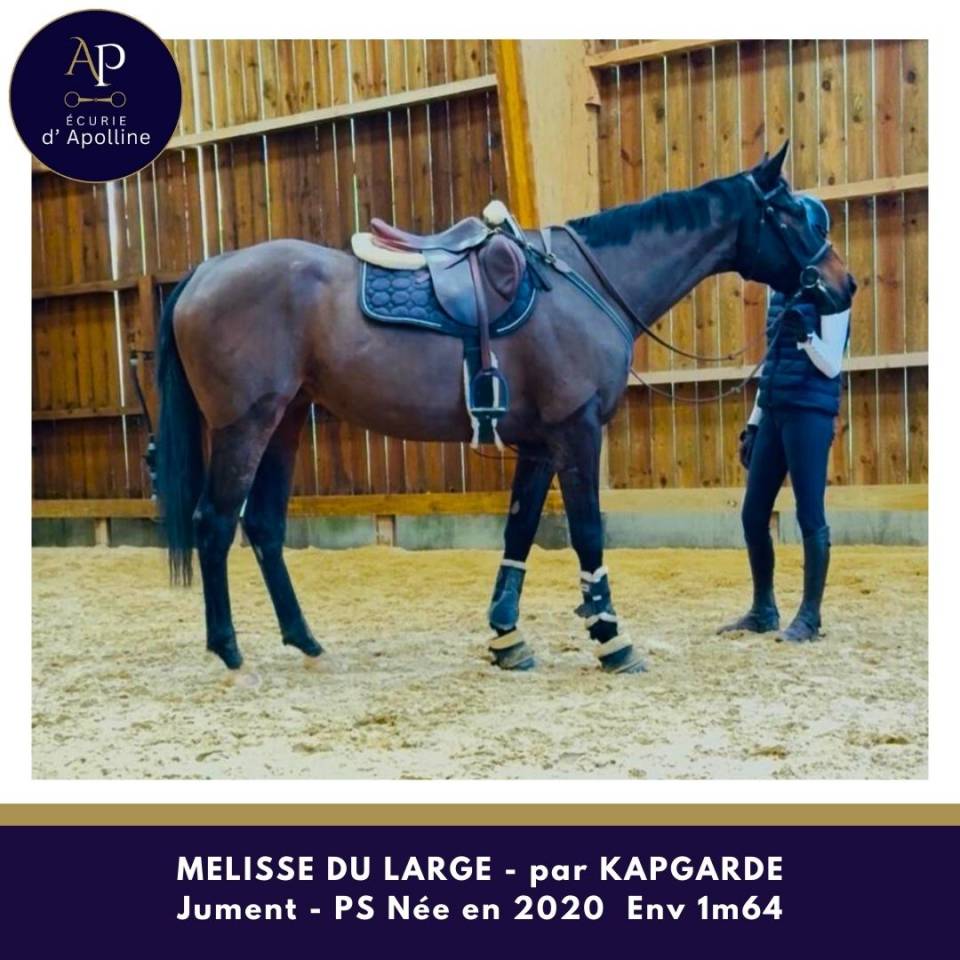 Superbe 4 ans 1m68 par KAPGARDE / origines obstacles