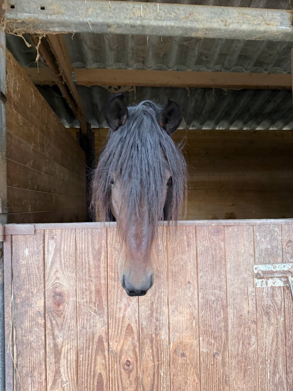 Adorable hongre arabe barbe 