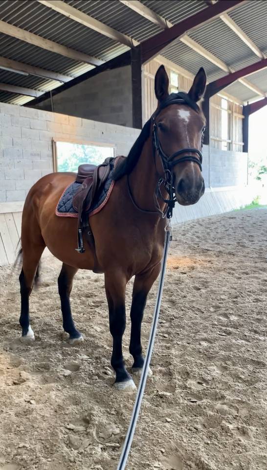 Toller 6 j&auml;hriger Selle Fran&ccedil;ais Wallach 