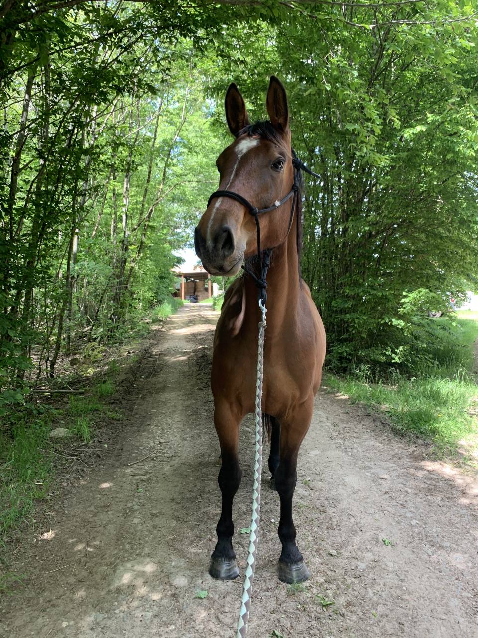 Toller 6 j&auml;hriger Selle Fran&ccedil;ais Wallach 