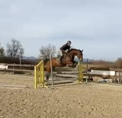 Toller 6 j&auml;hriger Selle Fran&ccedil;ais Wallach 