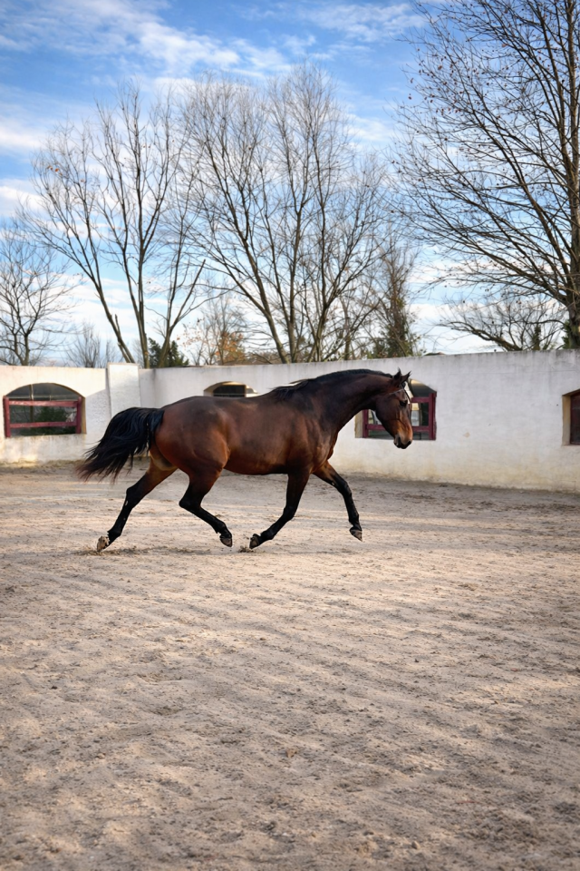 Jument - Lusitanien x KWPN - 5 ans - Dressage - France