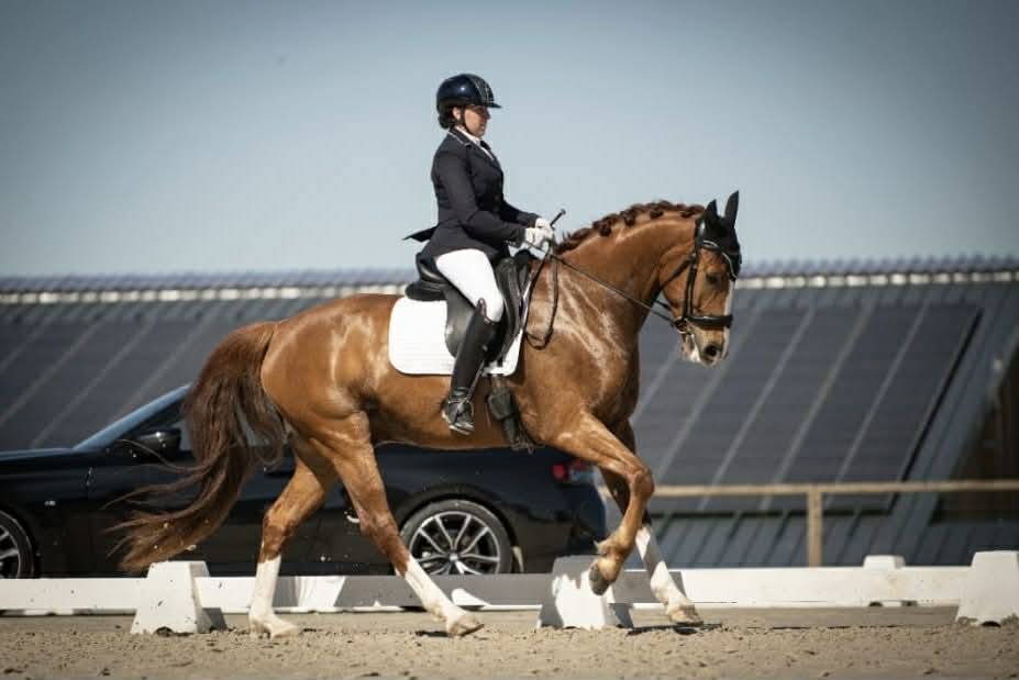 Hongre - Hanovrien - 7 ans - Dressage- France