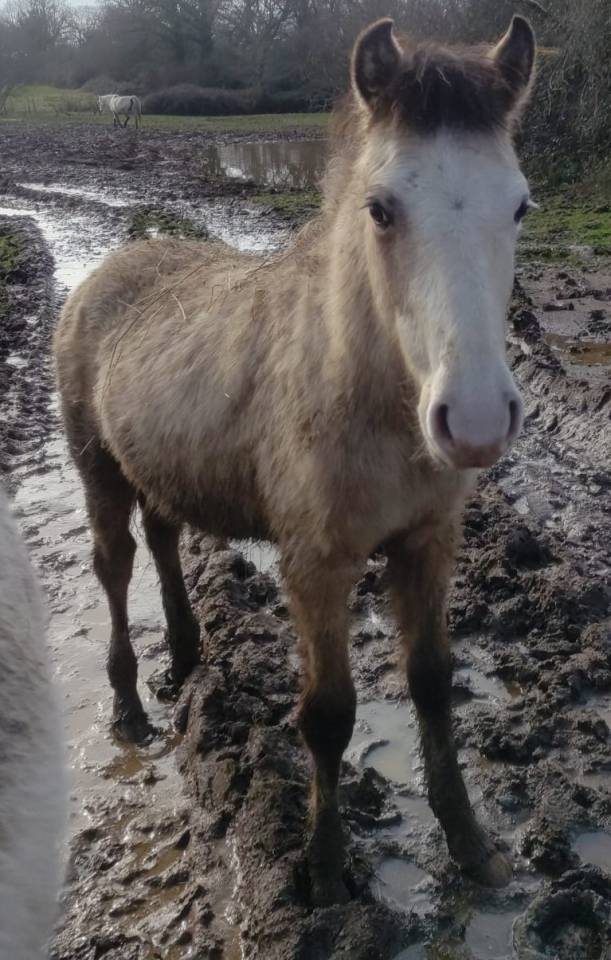 Phantasme d'Arquetan