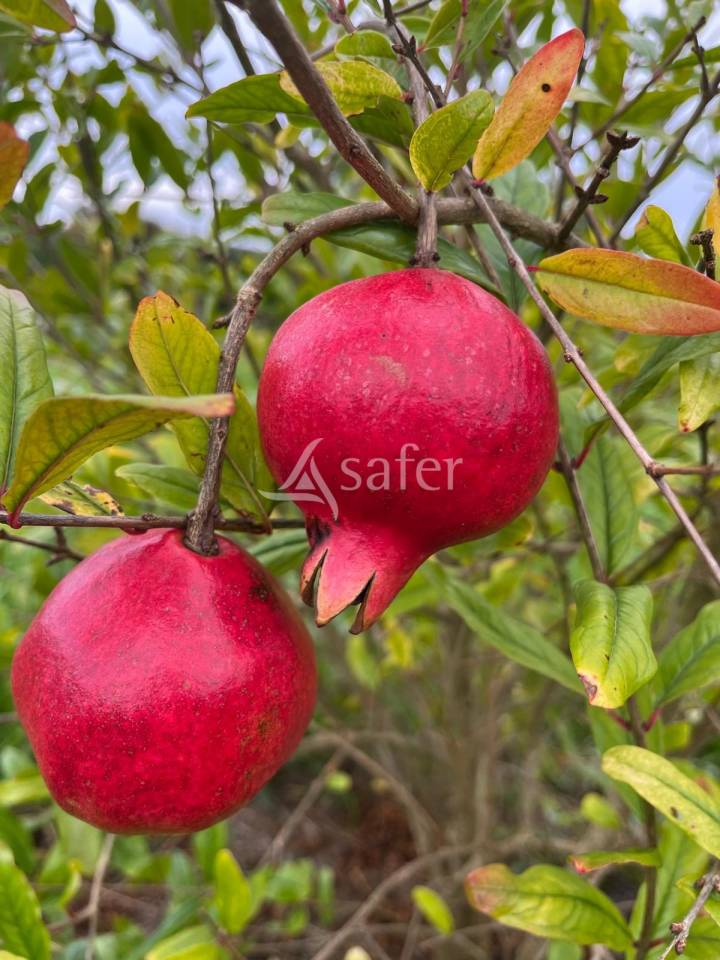 Belle propri&eacute;t&eacute; b&acirc;tie enti&egrave;rement r&eacute;nov&eacute;e sur 26ha avec ma