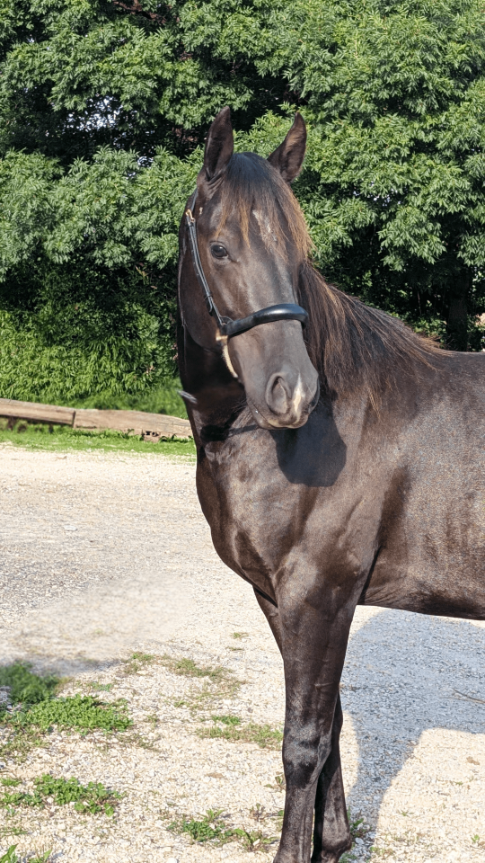 N' Joy, Superbe Quarter Horse M&acirc;le de 2 Ans au Caract&egrave;r