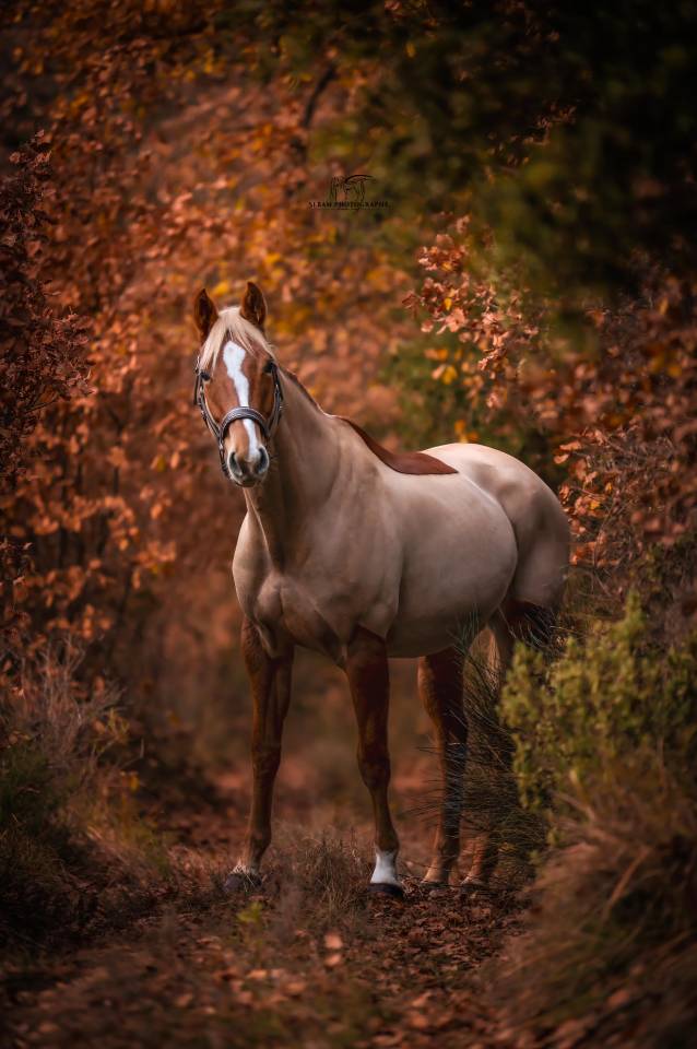 Jument SF - 6 ans - Kama d&rsquo;Amaury x Quality Bois Margot