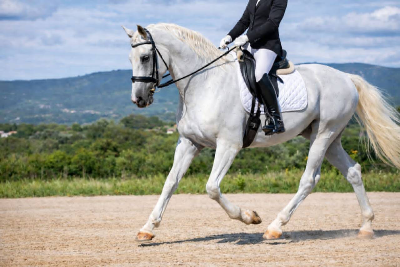 Hongre - Lipizzan - 12 ans - Dressage - France