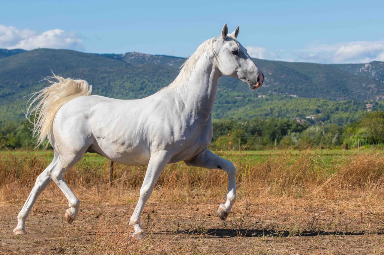 Hongre - Lipizzan - 12 ans - Dressage - France