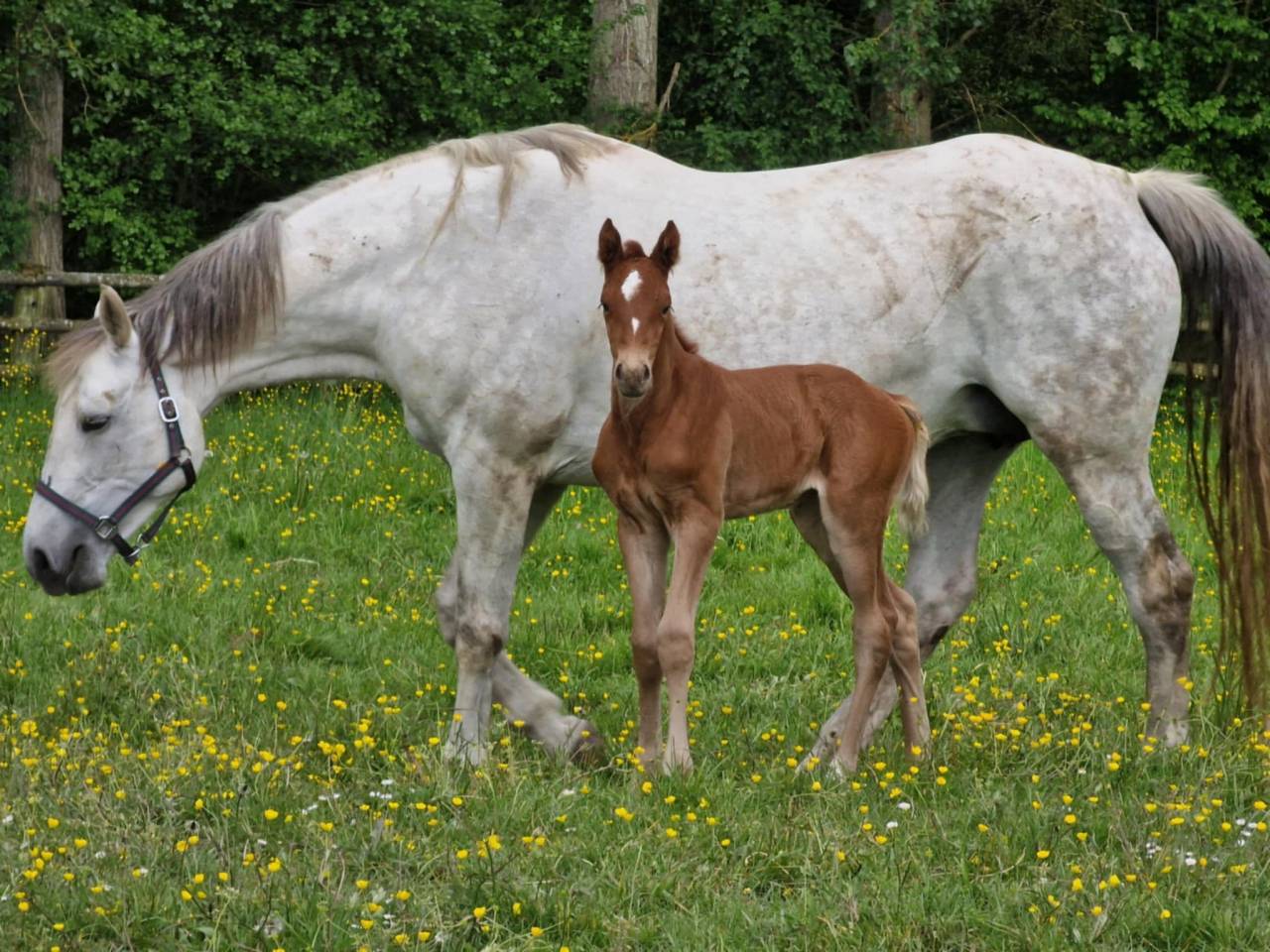 Cessation d&rsquo;&eacute;levage - Poulini&egrave;re 