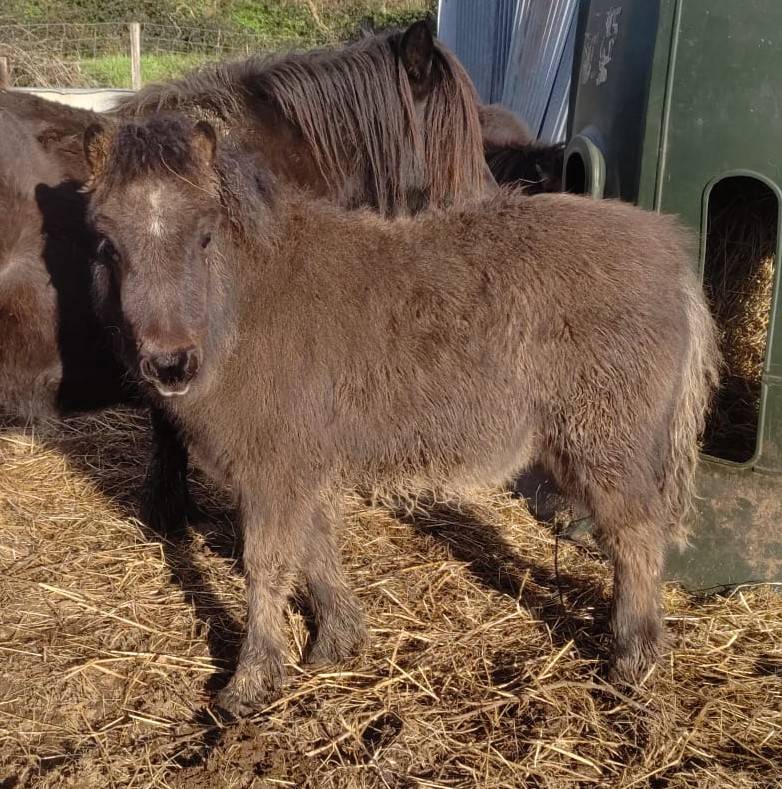 Pouetpouet d'Arquetan