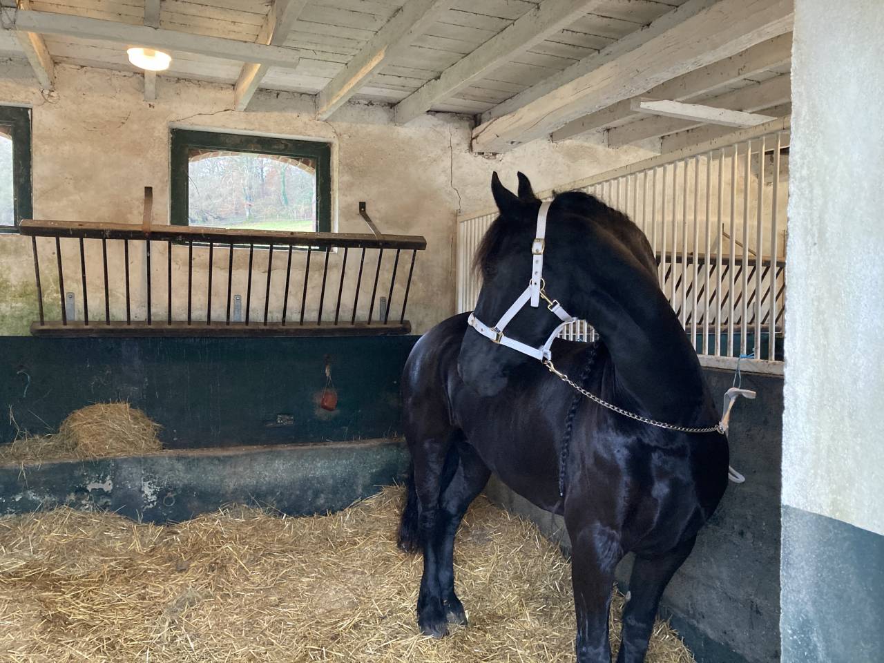 Poulini&egrave;re frisonne pleins papiers gestante