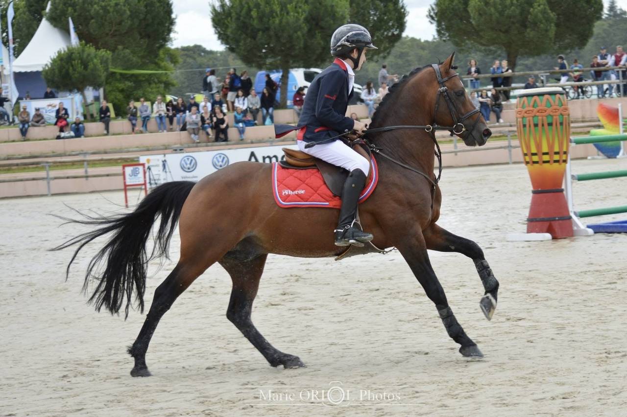 Saillie PFS Grand Prix Excellence Vaguely Noble Haryns